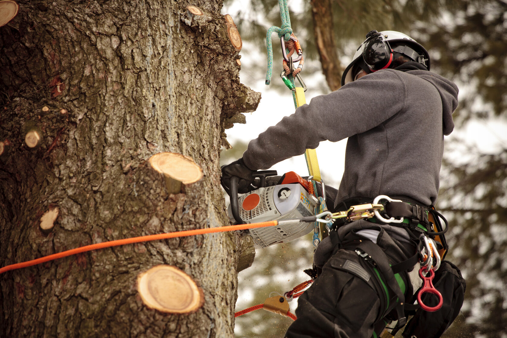 Tree-Removal-Souther